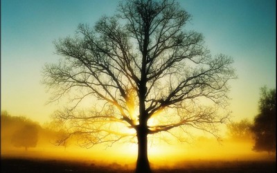 來生愿做一棵樹