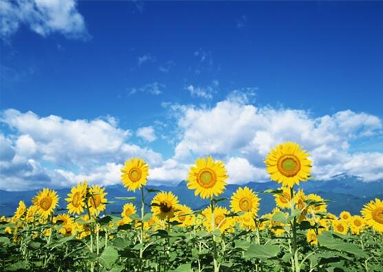 用責(zé)任點燃青春，以擔(dān)當(dāng)成就事業(yè)