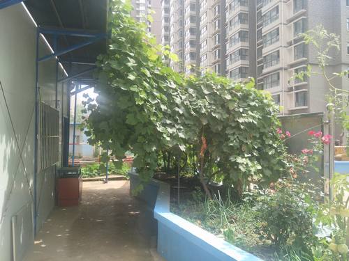 “葡萄樹下”的工地生活