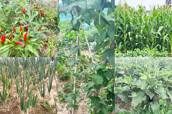 陜煤建設天工公司土建第七項目部：小小“菜園”，播種即是收獲