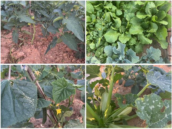 陜煤建設天工公司土建十七部黨支部：小小菜園，播種幸福感