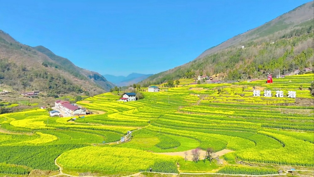 陜煤建設漢中分公司：花海盛景中綻放企業風采