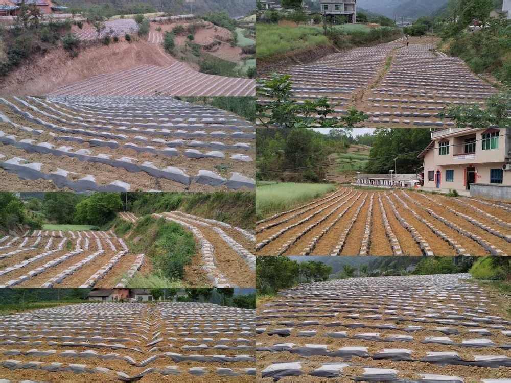 陜煤建設定點幫扶村：打響烤煙種植抗旱攻堅戰