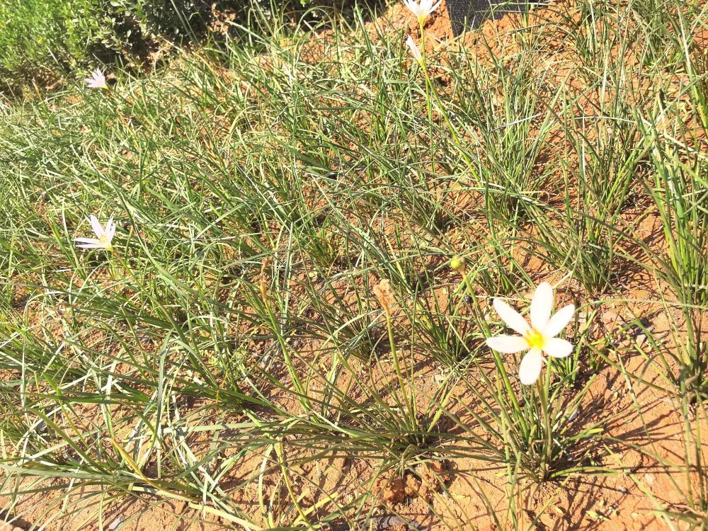 電廠花開時，奮斗自成章